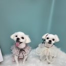 멍지펫살롱 이미지