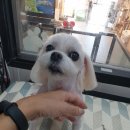 honapet(호나펫) 네이버블로그