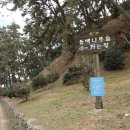 2023-03-28(화)충남 서천 마량동백&-쭈꾸미축제-장항송림숲길 힐링트래킹02 이미지