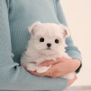 더 샵 동물메디컬센터 이미지