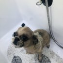 꼬몽그루밍 네이버블로그