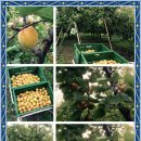 혁이네농장 이미지