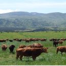 엘리트 한우 이미지