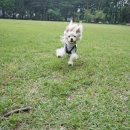 빼로(perro) 이미지
