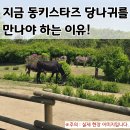 성호농장 | 당나귀랑 친구 할래? 지금 '동키스타즈'를 꼭 가야 하는 이유!