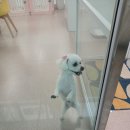 복터진 강아지 이미지