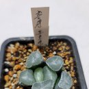 바람의향기 이미지