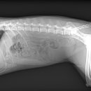 구름동물병원 이미지