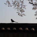 봄날의 하오/김진진