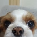 동이몽이 이미지