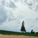 2월 문화가 있는 날 [맛있는 클래식] | 삿포로는 여름에 한 번 더 방문하세요. / 여름 삿포로 라벤더, 비에이 투어