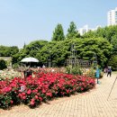 장미정원 - 아산시 송곡길 190-12 | 장미정원