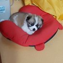 팔영체육관 이미지