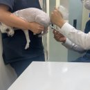광주 본 동물병원 | 광주 본동물병원 강아지 허리디스크 침치료 후기