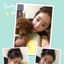 미니 앤 바니 애견샵 이미지