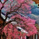 화엄사1로 | 홍매화 개화시기 | 구례 화엄사 입장료