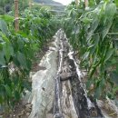 (주)대유농산