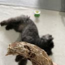 얌얌하개 이미지