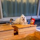 위드펫 빌리지 이미지