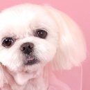 퀸펫살롱 이미지