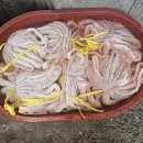 백마축산