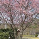 살구꽃가든 이미지