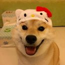 이불 속 댕댕이 이미지