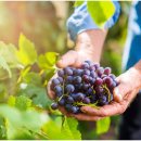 청풍식당 이미지