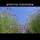 태화강 철새공원 | 태화강국가정원 철새공원(철새광장)에서 봄꽃인 양귀비와 수레국화를 만져보다.