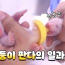 판다스틱 이미지