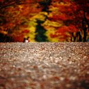 마로니에길 이미지