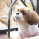 봉카페 - 시흥시 죽율로 10 | 봉카페