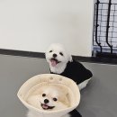 오프독 반려견 종합교육문화센터 이미지