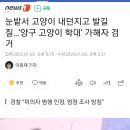 눈밭서 고양이 내던지고 발길질…‘양구 고양이 학대’ 가해자 검거 이미지