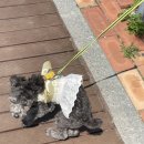 빵실빵실 | 순천 애견 하네스 빵실빵실 내돈내산 후기