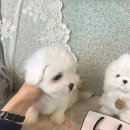 글로리 폭스 꼬똥 이미지