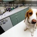 더사랑동물병원