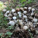 천안동양펫타운 이미지