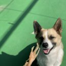 마이펫까까 이미지