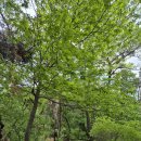 (취소)청계산 일요산행 공지 (5/31,일) - 레포 이미지