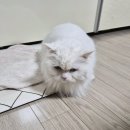 덕철 | 쉽.살.재.빙