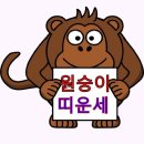 📢📢2025년 원숭이 한해 운세🚩🚩 이미지