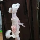 삐삐애견샵 이미지