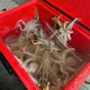 더반힐 | 가족여행 #2 : 충남 보령 오천항 &#34;더반힐 리조트 펜션 &#34; / 쭈꾸미 낚시 후기