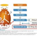 비염 면역주사 히스토불린주사 알아보자 이미지