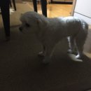 일마레 동물 메디컬 센터 이미지