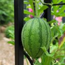 대발농장 이미지