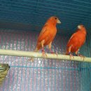 카나리아 이미지