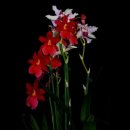 여니커피 이미지