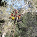 캘리포니아 건성 식물[Rancho Santa Ana Botanic Garden] _ ♪ 토셀리 세레나데(나이팅게일 세레나데) 이미지